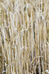 pattern of ripe corn in corn field in detail