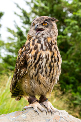 Great Horned Owl