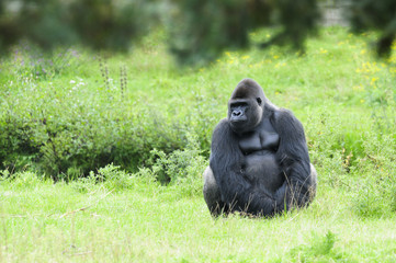 gorilla sits quietly on the grass