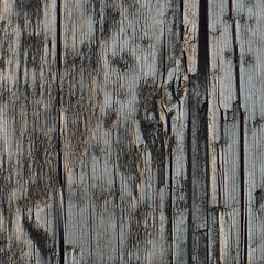 Natural Weathered Grey Tan Taupe Sepia Wooden Board, Cracked Rough Cut Wood Texture, Large Detailed Old Aged Gray Lumber Background Macro Closeup, Textured Crack Vertical Pattern