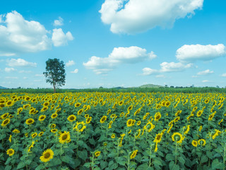 Fototapeta na wymiar Sunflower with sunflower field and blue sky. Composition of nature