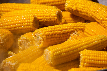 boiled  Ear of corn.