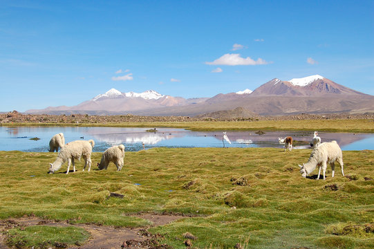 Alpaca Herd in the Andes of Chile