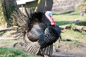 Large male turkey strutting
