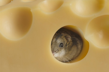  hamster with cheese