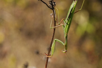 Mante religieuse (Mantis religiosa) 