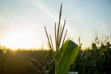 Fototapeta premium milho plantação