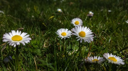 Camomile daisy flowers in the grass, white and yellow. Slovakia