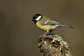 Great tit. Parus major