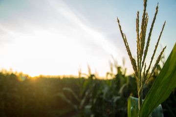 Fototapeta premium milho plantação
