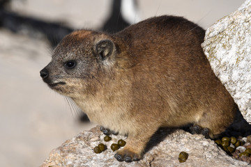 Rock hyrax