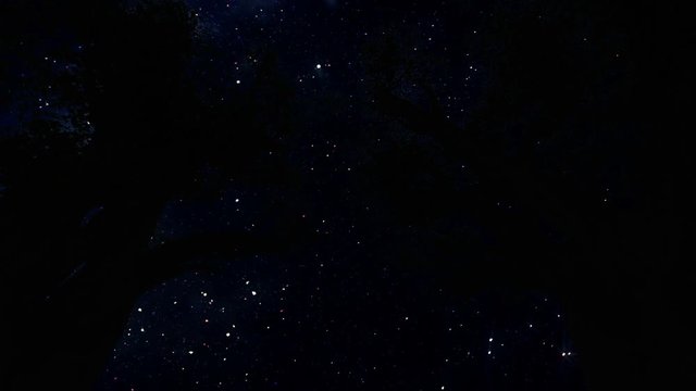 Tree silhouettes at night, timelapse starry sky