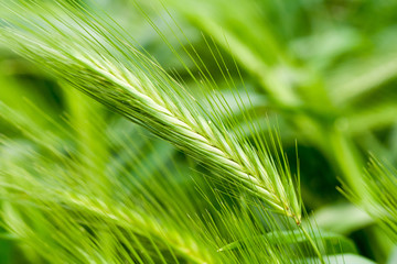 Green Grass wheat barley 