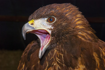 Halcón peregrino doméstico