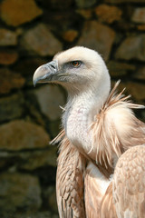 Griffon Vulture