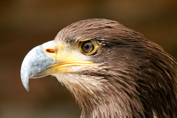 Golden Eagle 