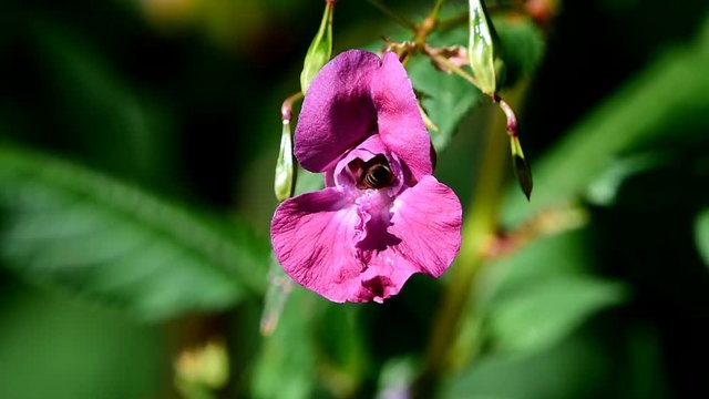 flower pollination