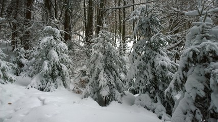 Nature covered in snow during deep winter. Slovakia