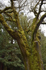 Fototapeta na wymiar Moss covered tree