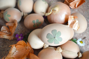 Fototapeta premium Easter eggs decorated with leaves and flowers, prepared for natural dyeing with onion skins 