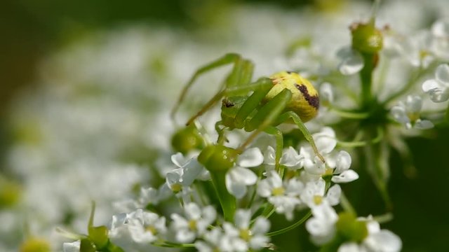 Green spider on a flower in the wind
