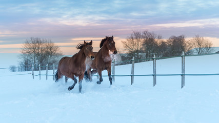 Zwei Westfalen Pferde auf schneebedeckter Koppel © Tanja Esser