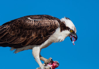 Portrait of Osprey feasting on fresh caught fish