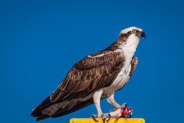 Portrait of Osprey feasting on fresh caught fish