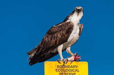 Portrait of Osprey feasting on fresh caught fish