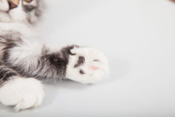 Small Siberian kitten on grey background. Cat lying