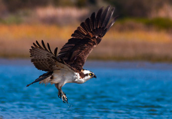 Portrait of Osprey feasting on fresh caught fish