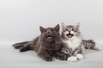 Two small Siberian kittens on grey background. Cat lying