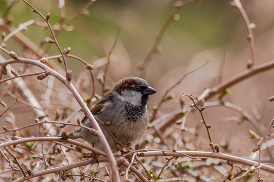 Tree sparrow - Passer montanus - sitting in a bush