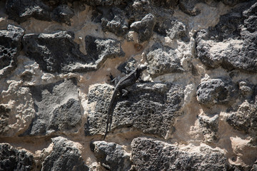 Galapagos wonder