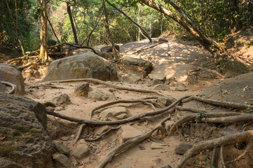 Rainforest in Cambodia