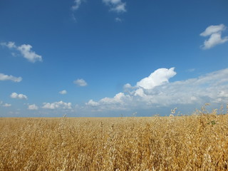 oat field