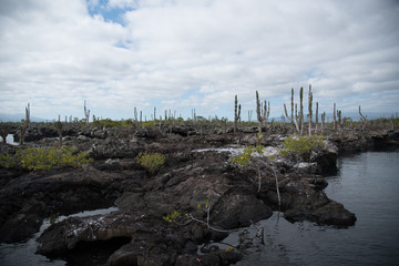 Galapagos wonder