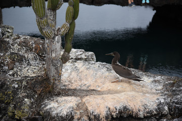 Galapagos wonder