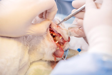 Obraz na płótnie Canvas dentist vet treated teeth, the animal is under anesthesia 