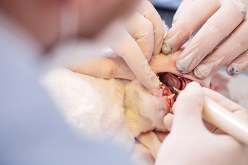 dentist vet treated teeth, the animal is under anesthesia in a veterinary