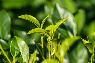 Fototapeta na wymiar Close-up fresh tea leaves on tea bushes in a plantation