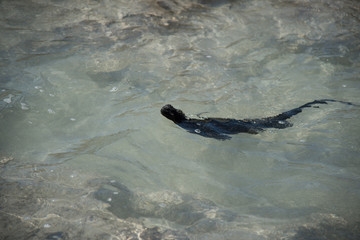 Obraz premium Galapagos wonder