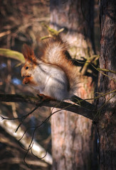 squirrel on a pine tree eats a nut. wild animals. endangered spe - obrazy, fototapety, plakaty