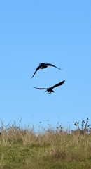 Two Ravens in Flight