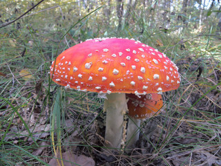 Two common red mushroom. One large, the other small fly agarics