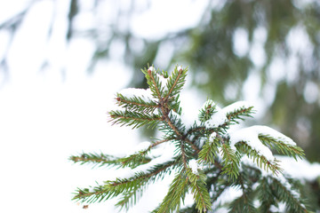 Spruce with cones in