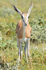 Beautiful Antelope in Namibia