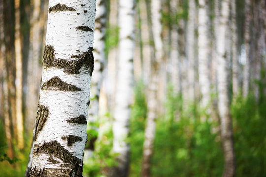 Fototapeta summer in sunny birch forest