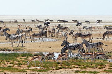 Rush at a waterhole in the Etosha National Park in Namibia