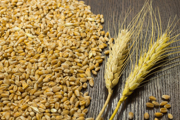 A bunch of wheat and wheat grain on  dark background